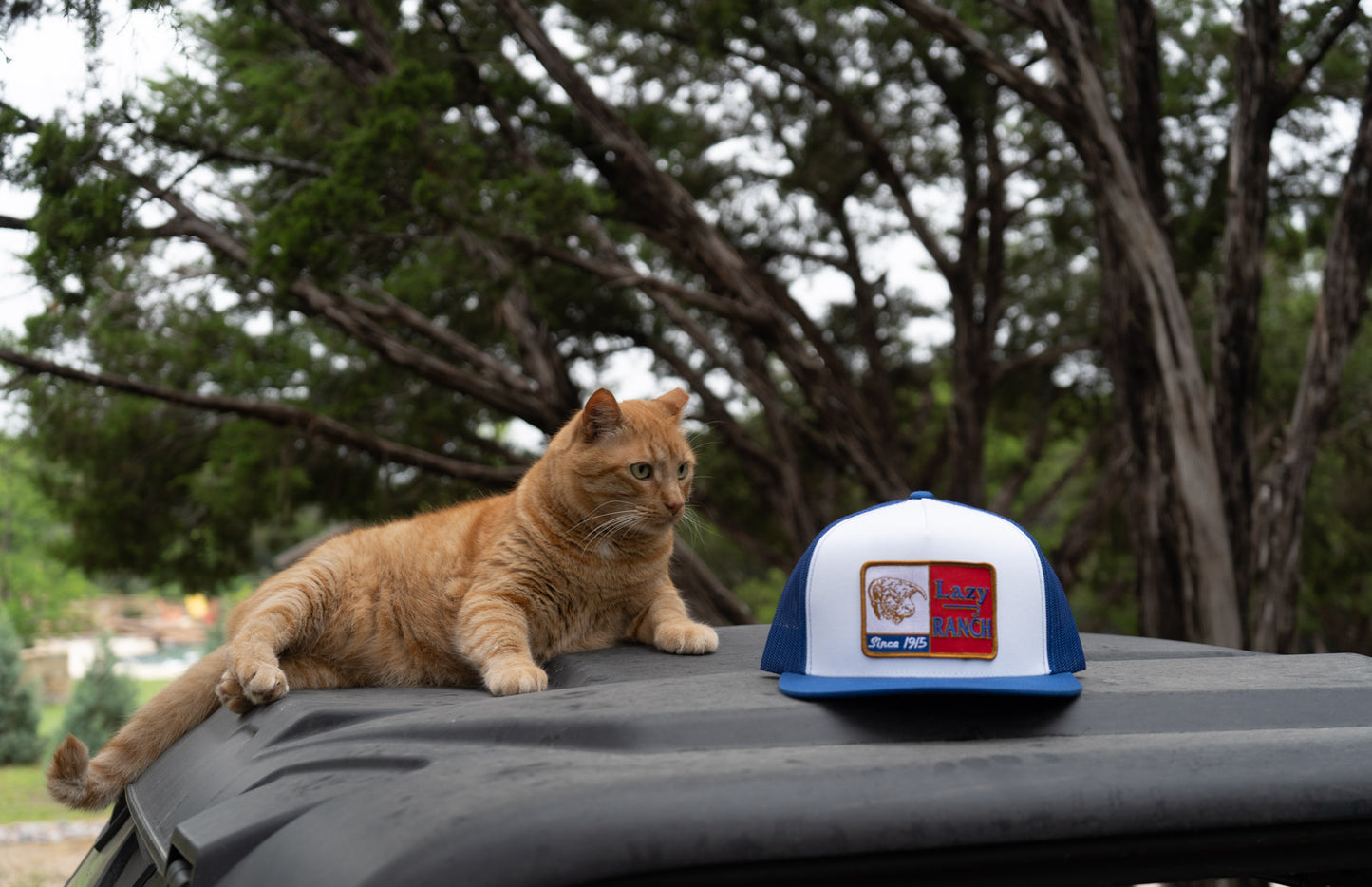 Lazy J Ranch White & Blue Texas Ranch Classic Five Panel Trucker Hat-Lazy J Ranch Wear
