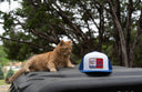 Lazy J Ranch White & Blue Texas Ranch Classic Five Panel Trucker Hat-